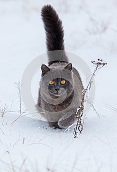 A cat with a black tail is walking through the snow