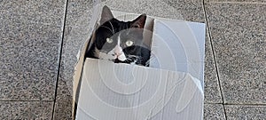 Cat black and white in a box. Chat dans un carton