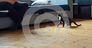 A cat with a black and white coat is playing with the mistress of the house
