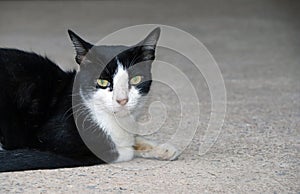 Cat black and white color, lying down on the concrete ground.