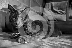 Cat Black and White - Gato Blanco y Negro photo