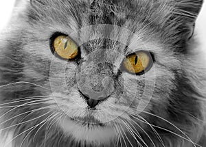 Cat is black and white. Muzzle close-up with yellow eyes