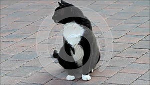 Cat black white sitting on cobbles