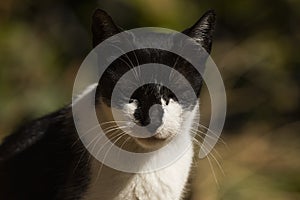 A cat with black and white spots rests in the sun