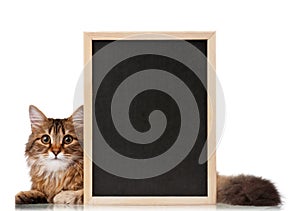 Cat with blackboard