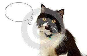 Cat with blank bubble