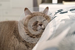 Cat In Blissful Slumber.British Shorthair Cat Resting Peacefully Home.