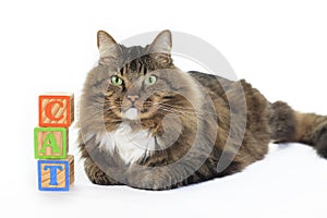 Cat with Blocks Spelling Cat photo