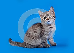 Cat on blue background