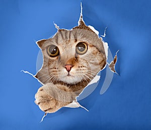 Cat in blue chromakey paper hole