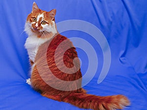 cat on the blue cloth background