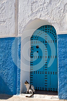 Cat at the blue door