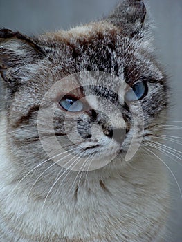 Cat blue eye