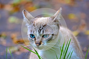 Cat with blue eyes 1