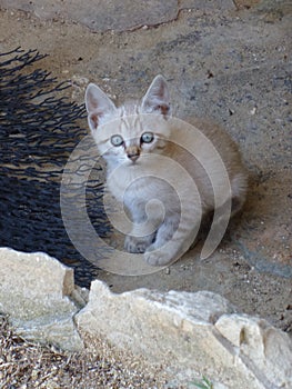 Cat with blue eyes