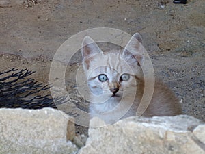 Cat with blue eyes