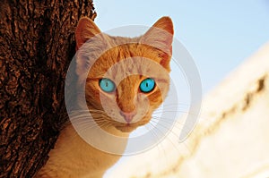 Cat with blue eyes