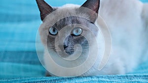 Cat with blue eyes on a blue background.