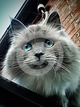 Cat with blue eyes. Domestic cats