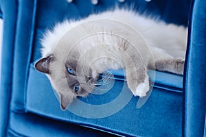 Cat with blue eyes lies on blue chair