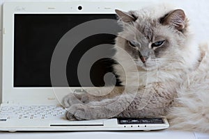 Cat with blue eyes lying on computer, cat and monitor place under text on monitor, place under text on laptop