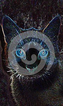 Cat with blue eyes at night. Mobile Phone Wallpaper.