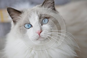 Cat with blue eyes. Ragdoll. photo