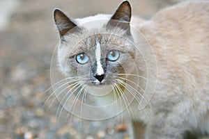 Mačka modrý oči 