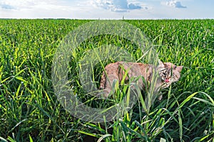 Cat with blue eyes walks among the grass on green field in sunny summer day. Cat licks his nose and looks at the camera.