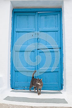 The cat and the blue gate