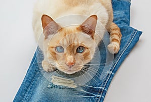 Cat on blue jeans