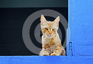Cat on blue window, Sao Joao del Rei, Brazil
