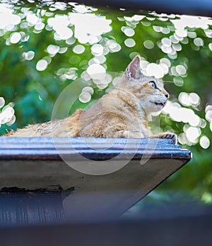 Cat on the blurred background