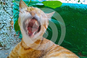 A cat with a blurred mouth while yawning. A symbol of a carefree holiday of a slacker. Blank for a meme on the topic: screaming,