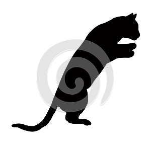 a cat body silhouette vector