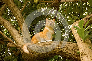 A cat in a boley tree