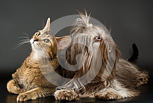 Cat and bolonka zwetna