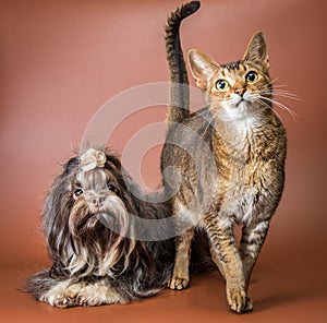 Cat and bolonka zwetna in studio