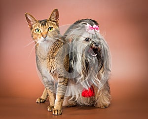 Cat and bolonka zwetna in studio