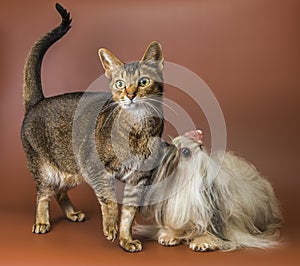 Cat and bolonka zwetna in studio