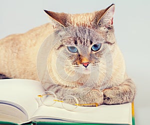 Cat with book and glasses