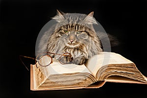 Cat, Book And Glasses