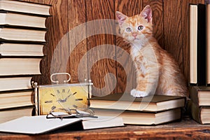 Cat on book near the clock. A cat in the library reads a book