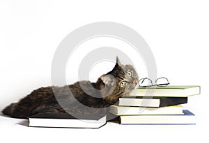 Cat on Books