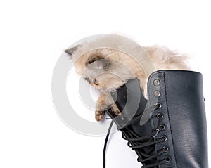 Cat in Boots - Himalauan cat in combat boot