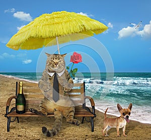Cat drinks wine on the beach