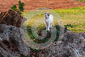 Cat among the boulders at the edge of the field