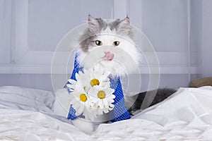 Cat with a bouquet of daisies in the morning wakes owner