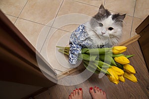 Cat with a bouquet at the feet of mistress