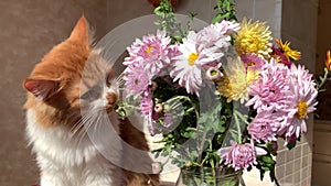 Cat and a bouquet of flowers